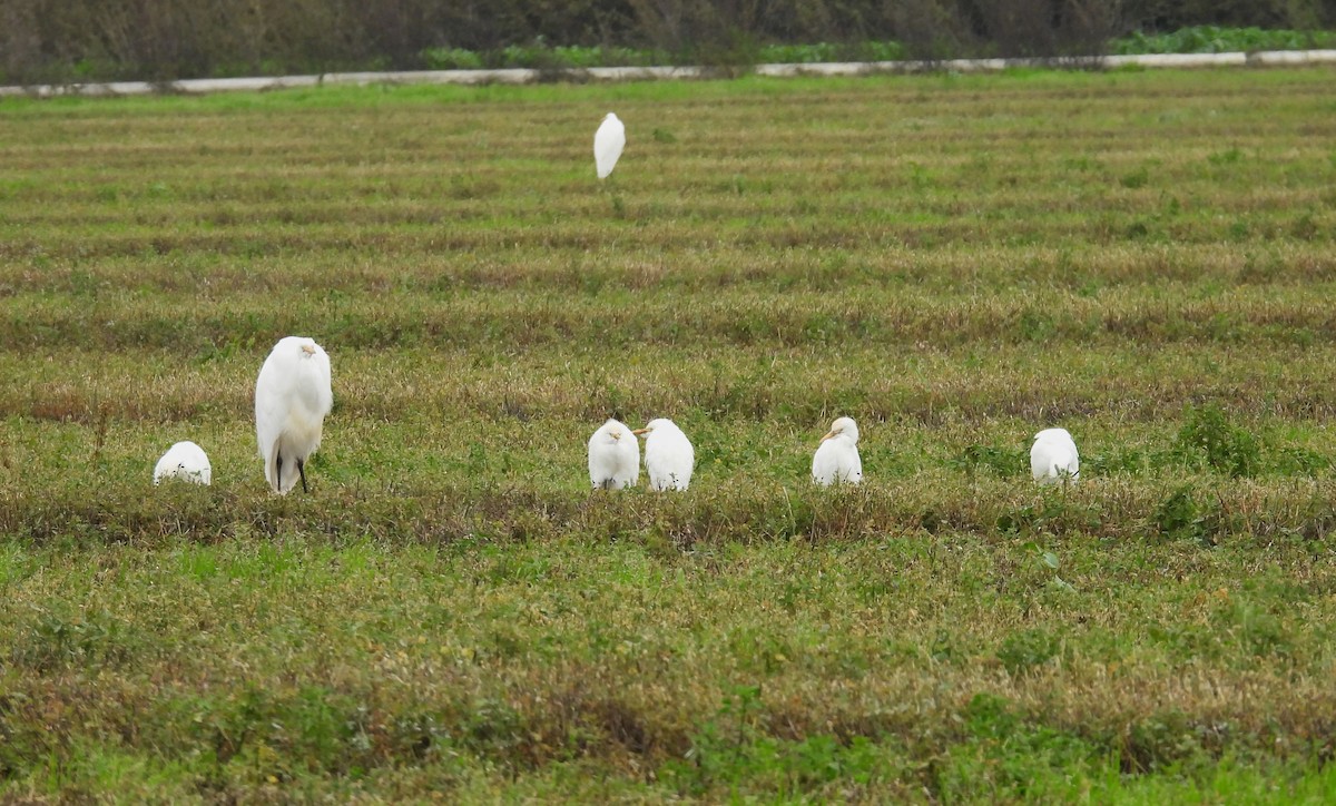 Western Cattle-Egret - ML646866132