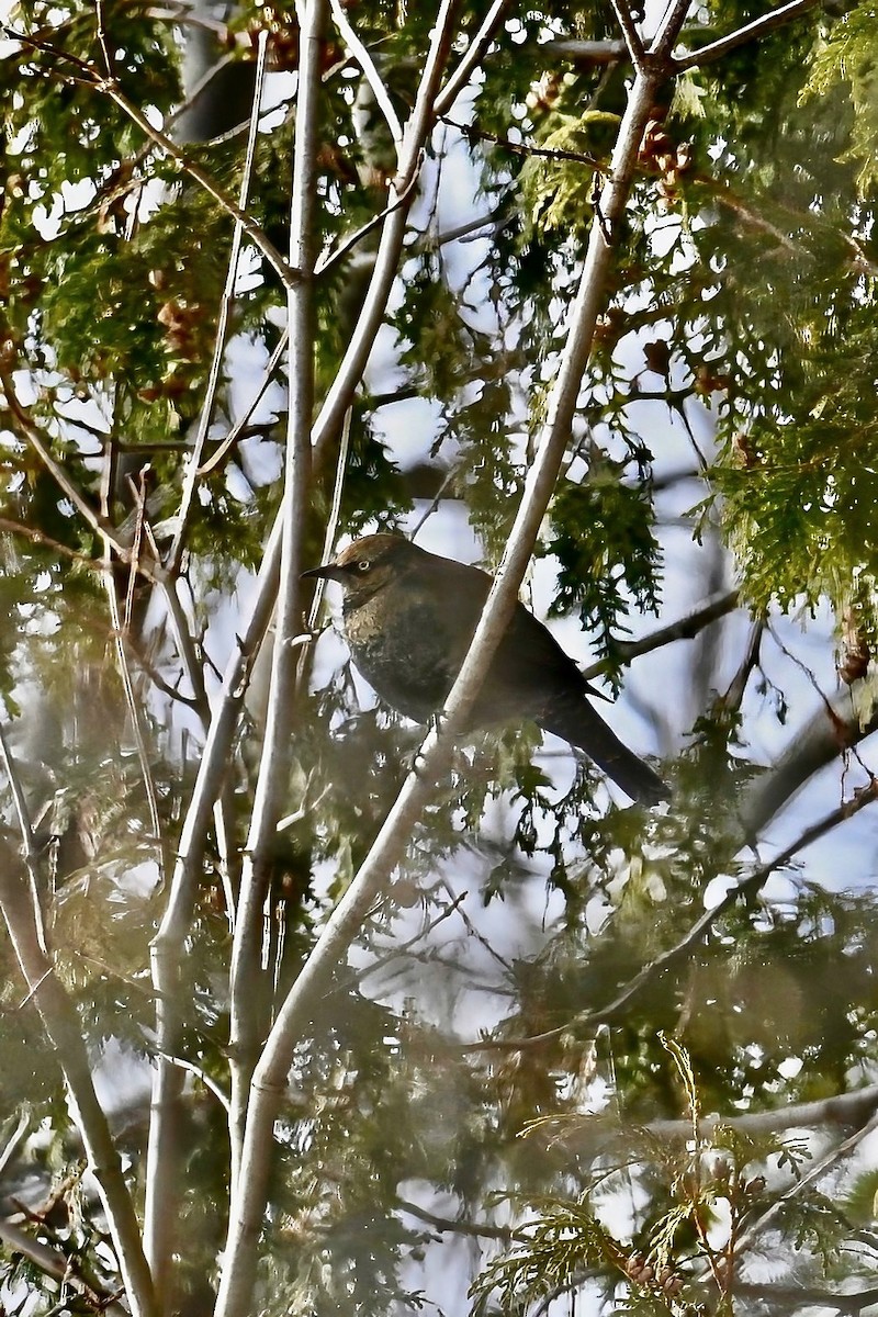 Zanate Canadiense - ML646866134