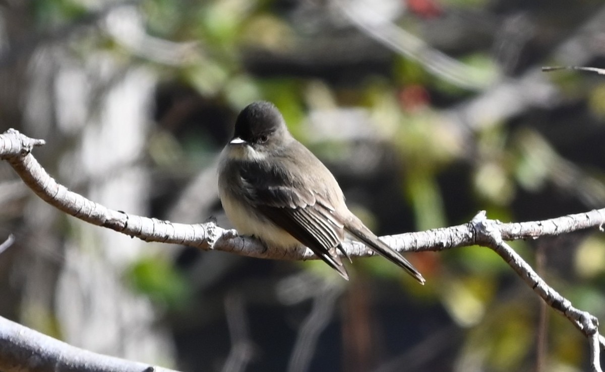 gråfibi - ML646866135