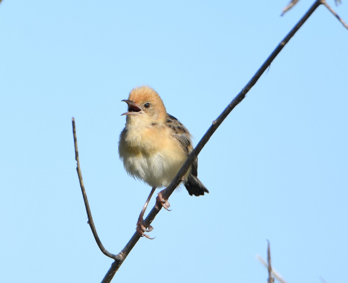Golden-headed Cisticola - ML646866138