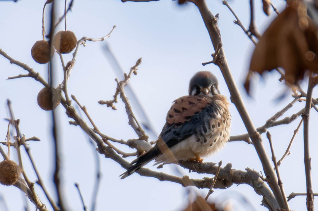 Боривітер американський - ML646866139