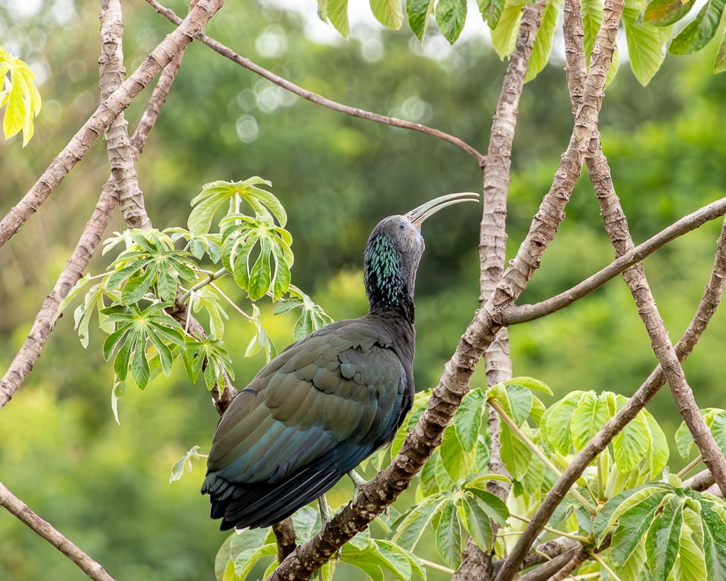 Green Ibis - ML646866141