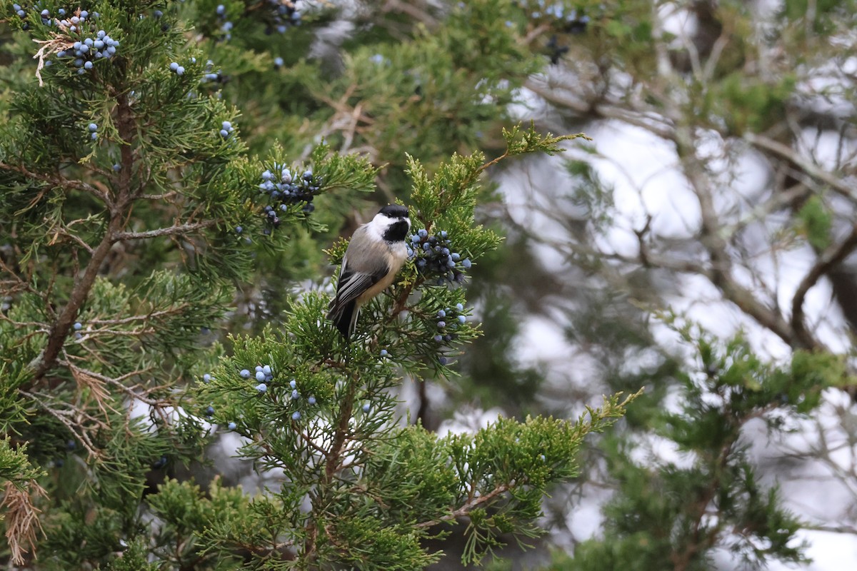 Black-capped Chickadee - ML646866146