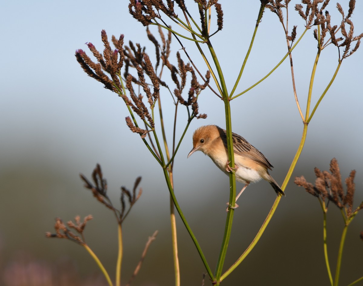 Golden-headed Cisticola - ML646866147