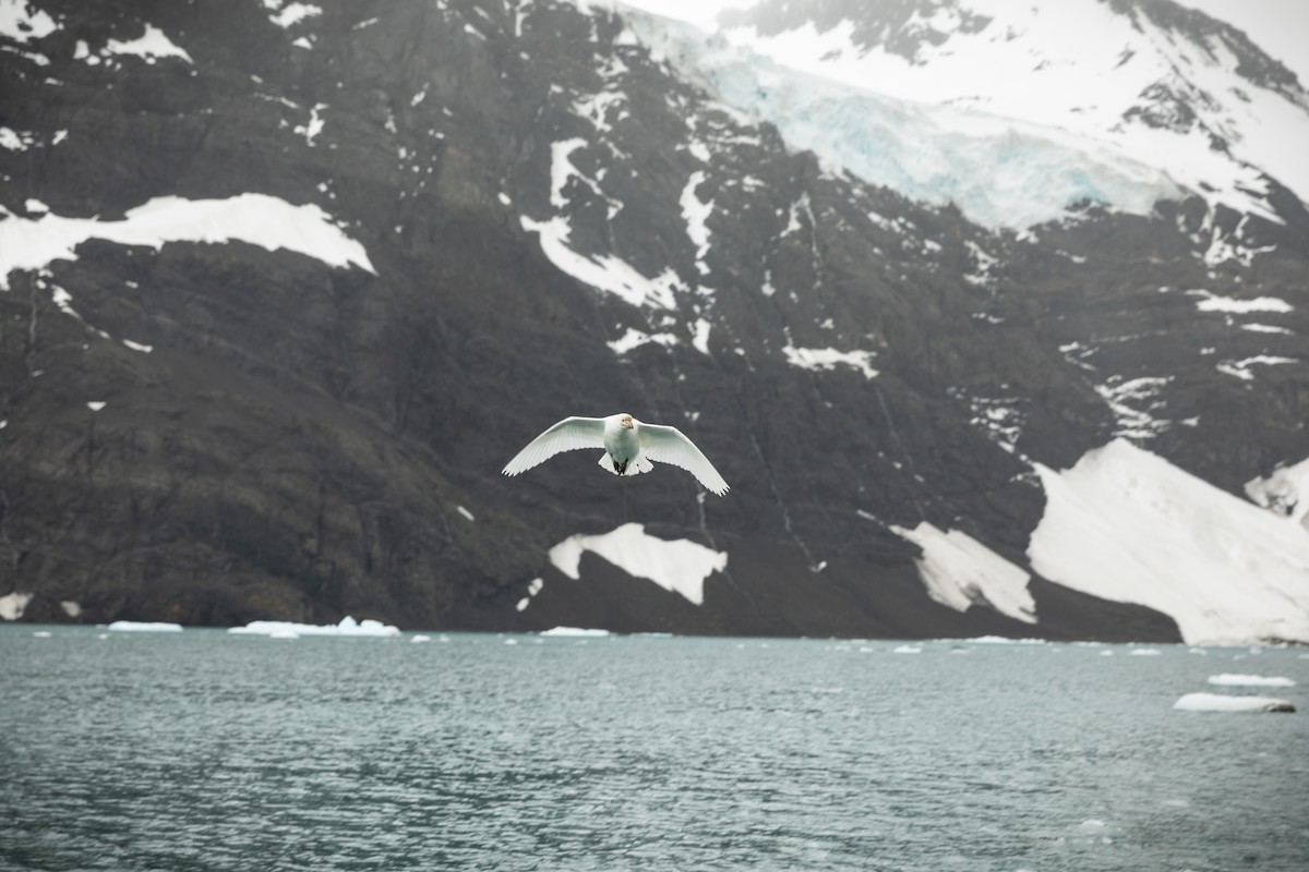 Snowy Sheathbill - ML646866148