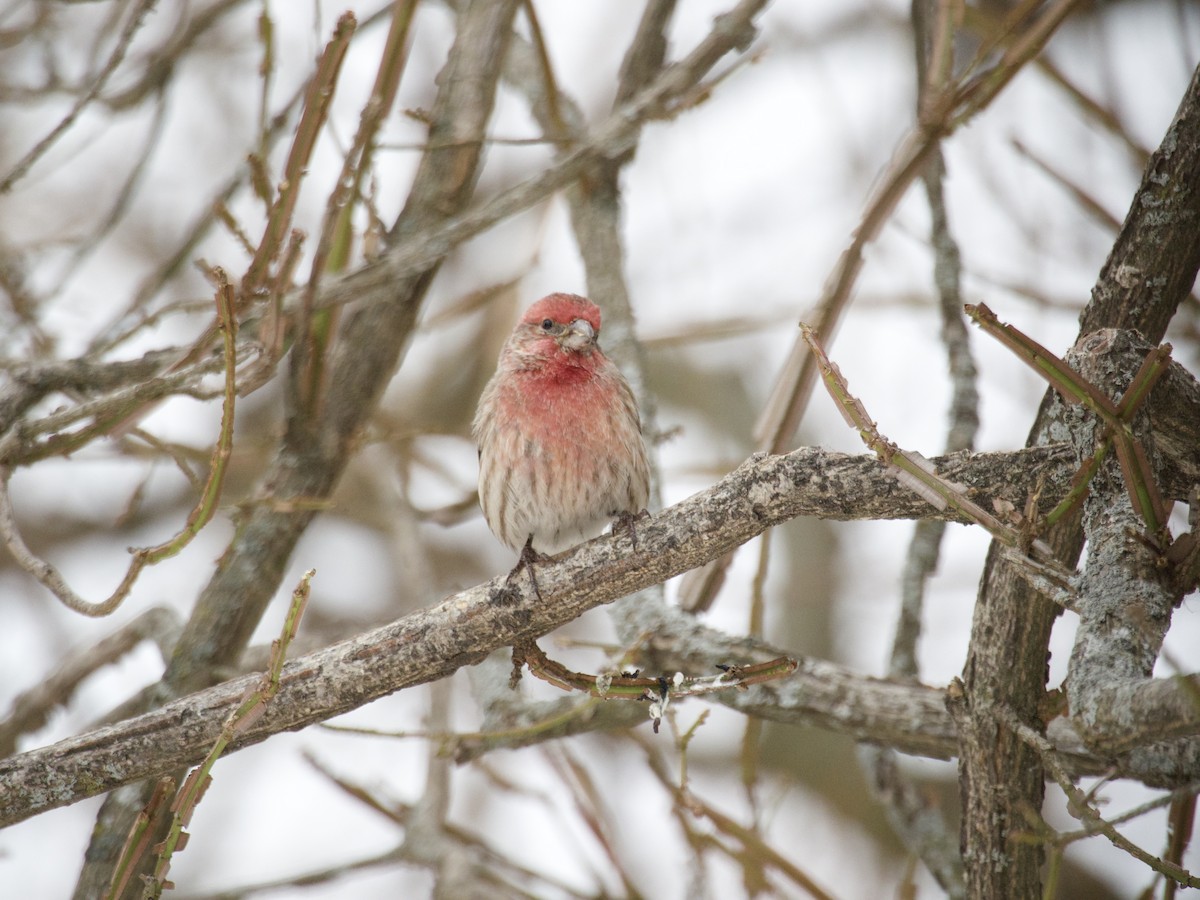 Roselin familier - ML646866149