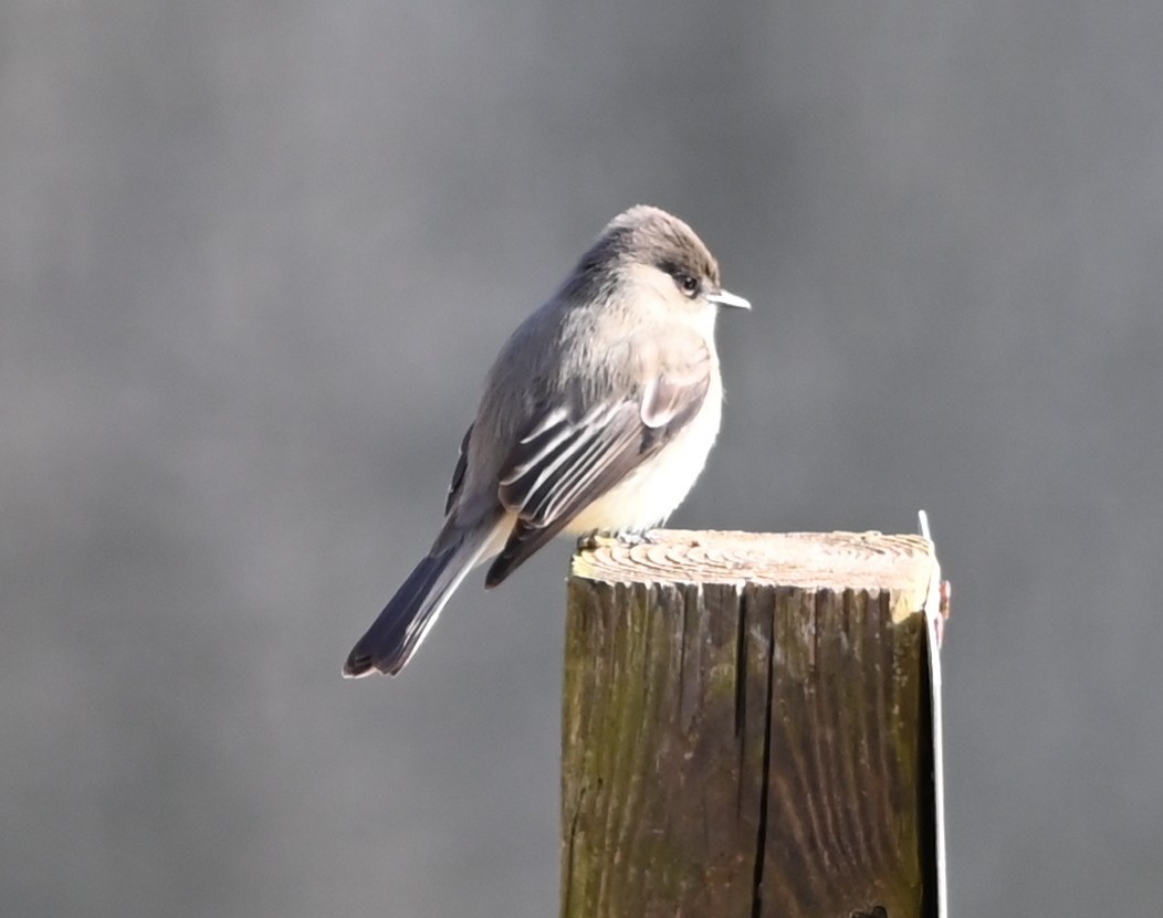 gråfibi - ML646866151