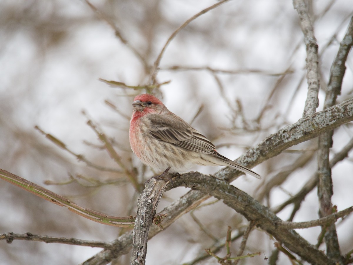 Roselin familier - ML646866152