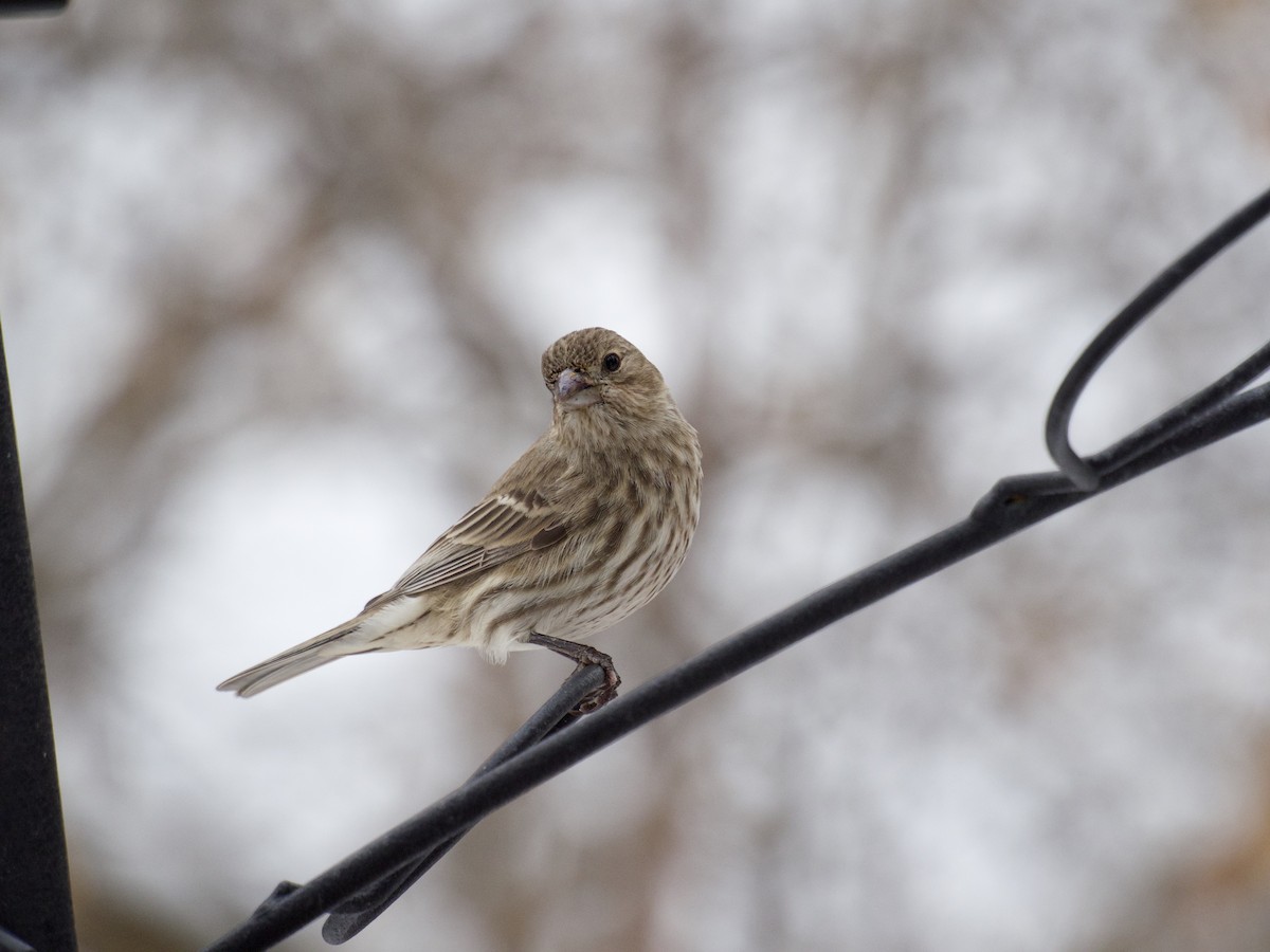 Roselin familier - ML646866154