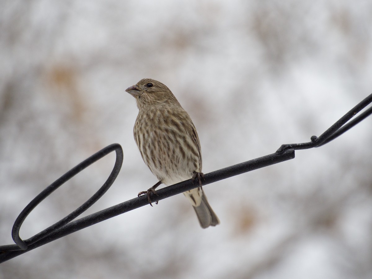 Roselin familier - ML646866155