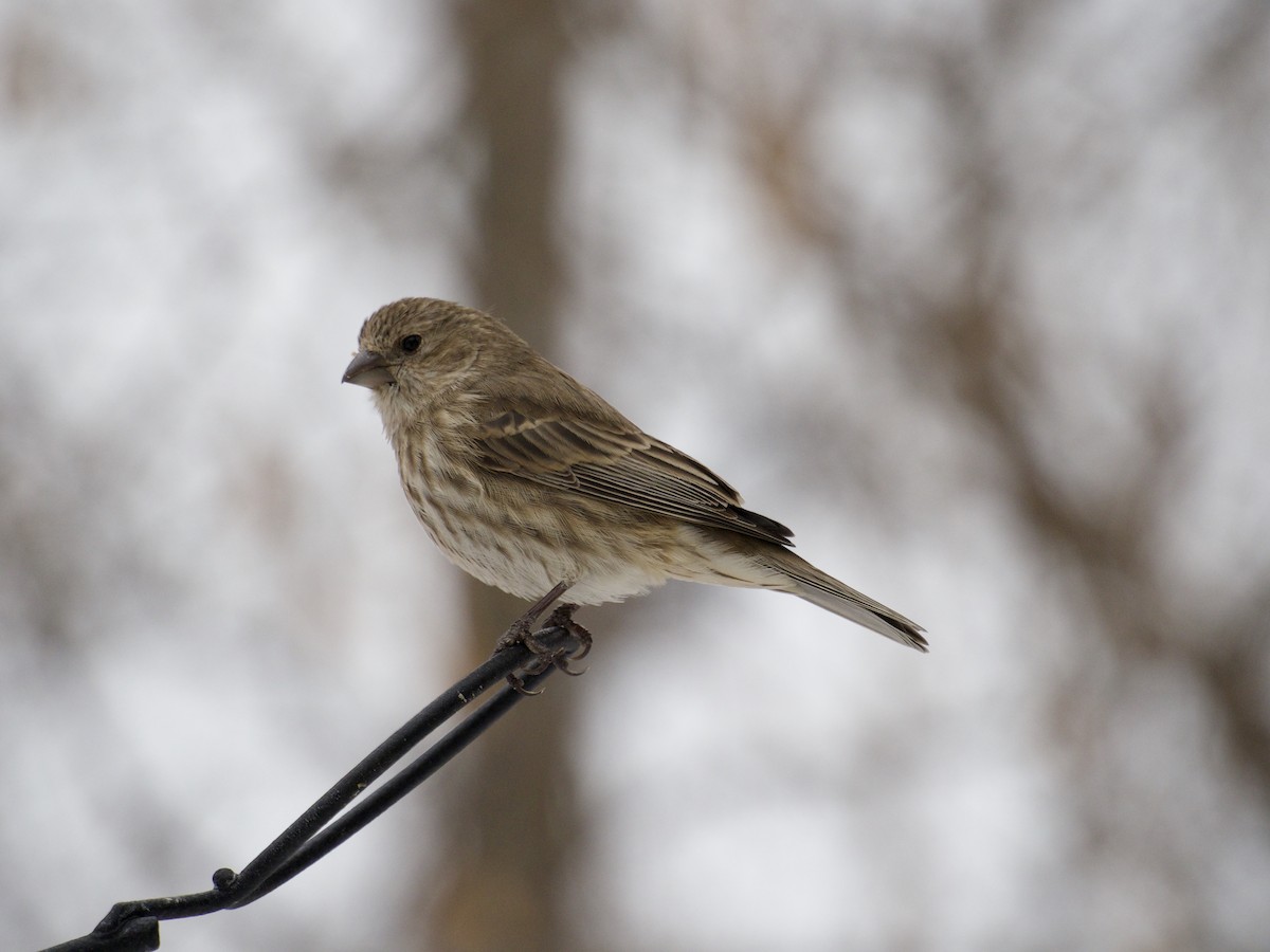 Roselin familier - ML646866158