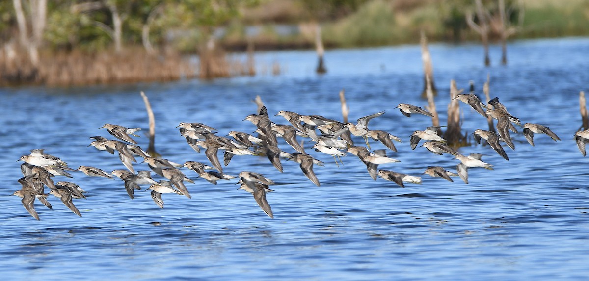 Sharp-tailed Sandpiper - ML646866163