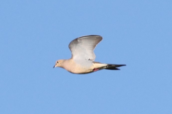 Zenaida Huilota - ML646866164