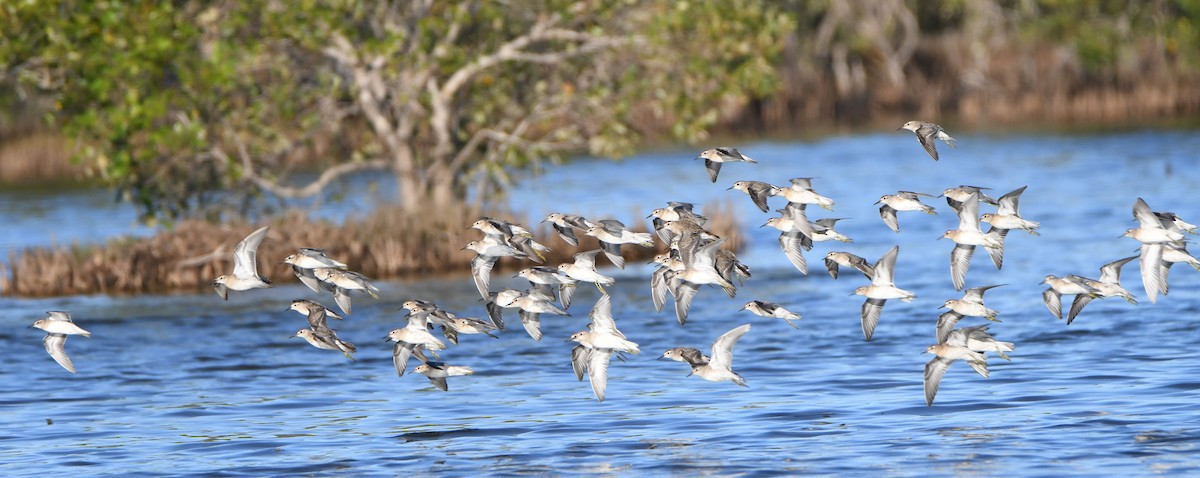 Sharp-tailed Sandpiper - ML646866167