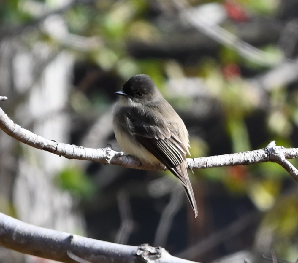 gråfibi - ML646866168