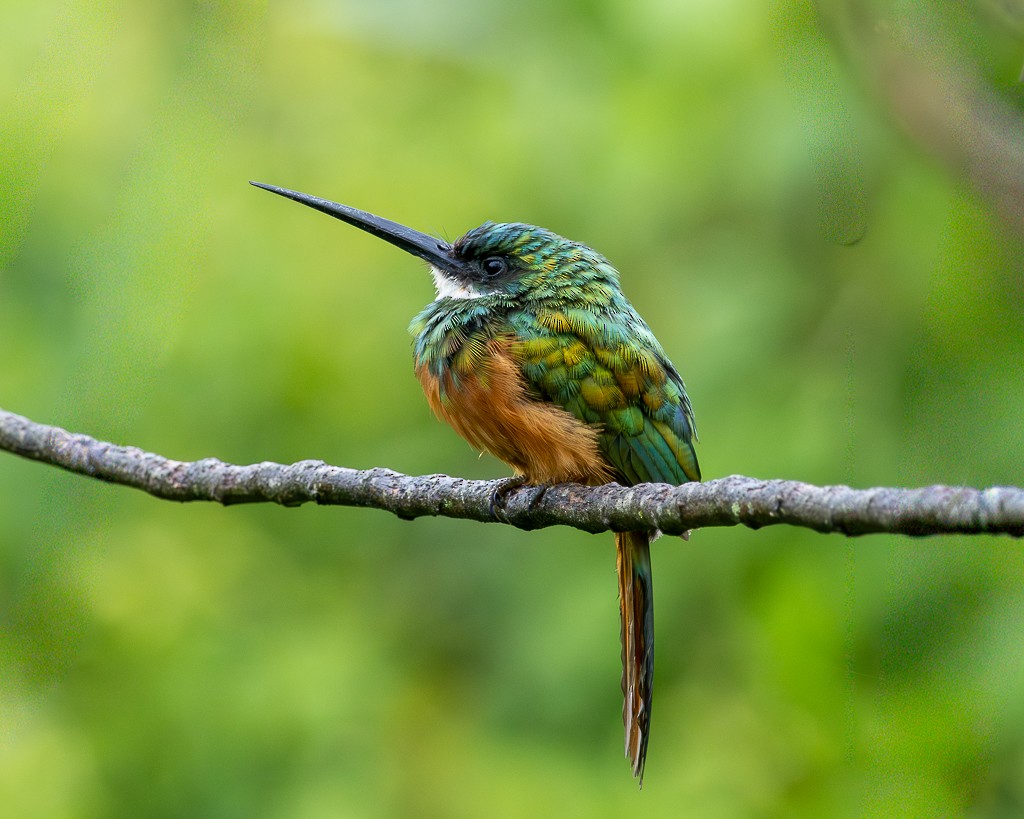 Rufous-tailed Jacamar - ML646866169