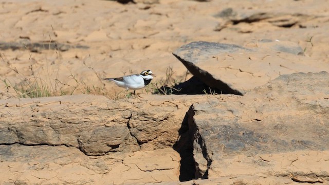 Малый зуёк - ML646866175