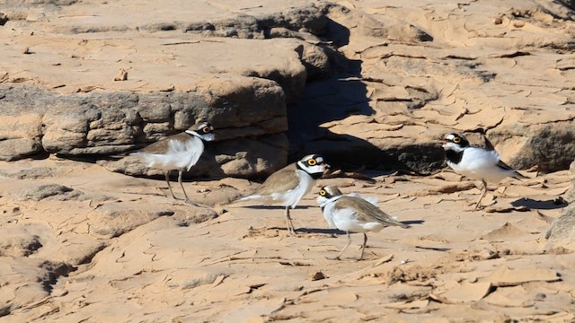 Малый зуёк - ML646866176