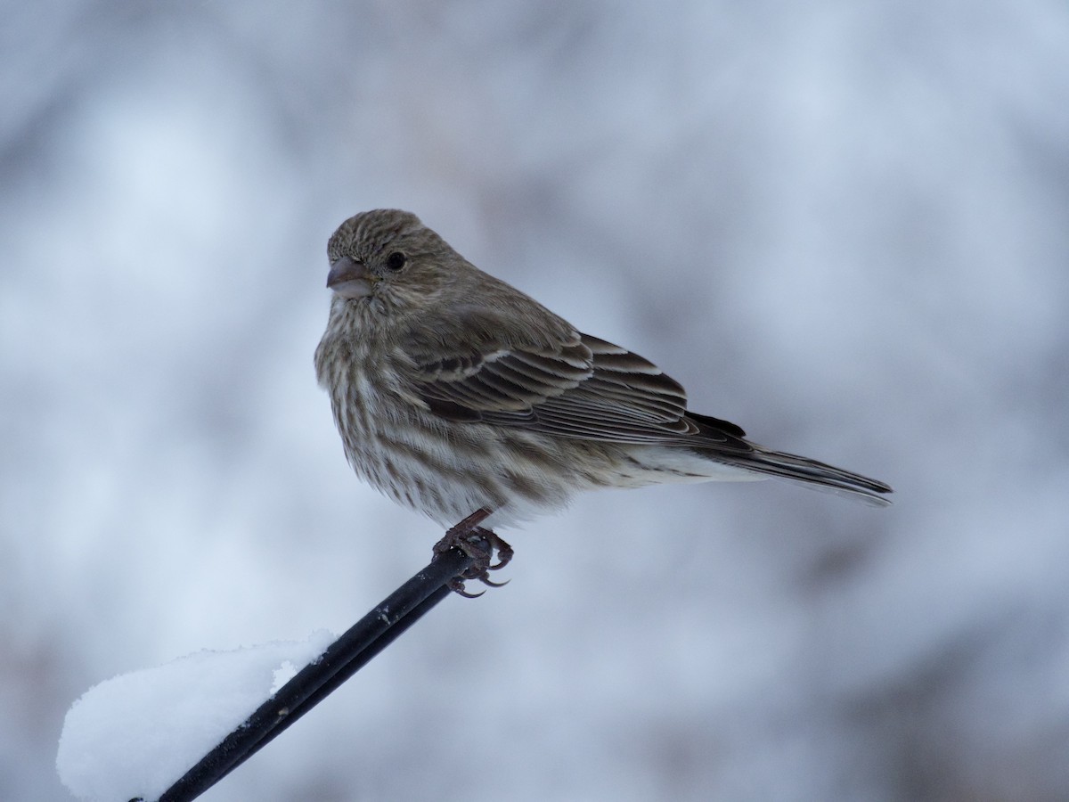 Roselin familier - ML646866177