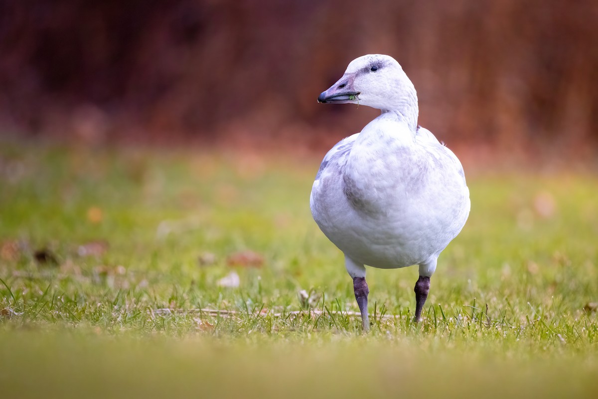 Snow Goose - ML646866178