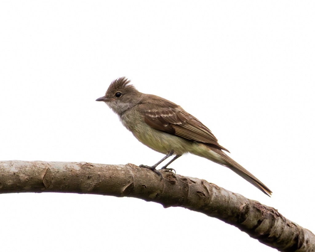 Large Elaenia - ML646866179