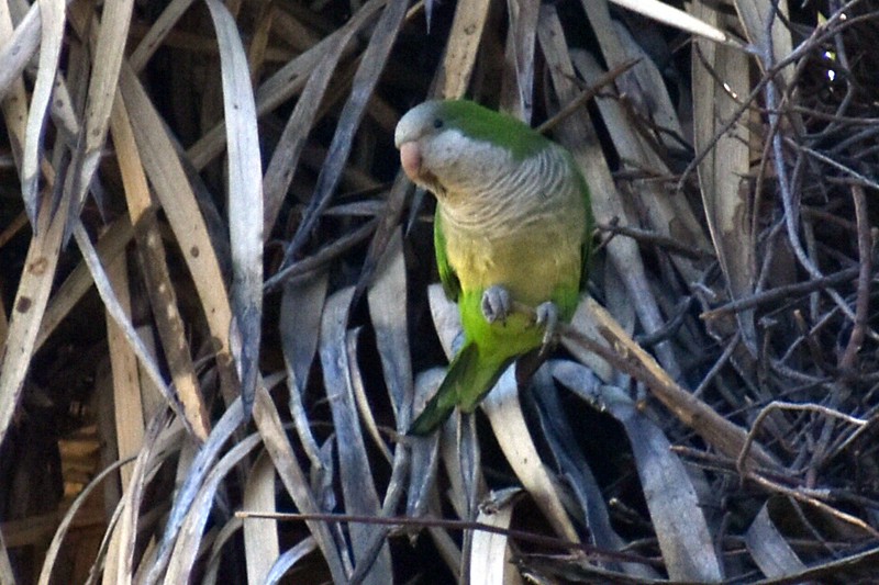 Mönchssittich - ML646866180