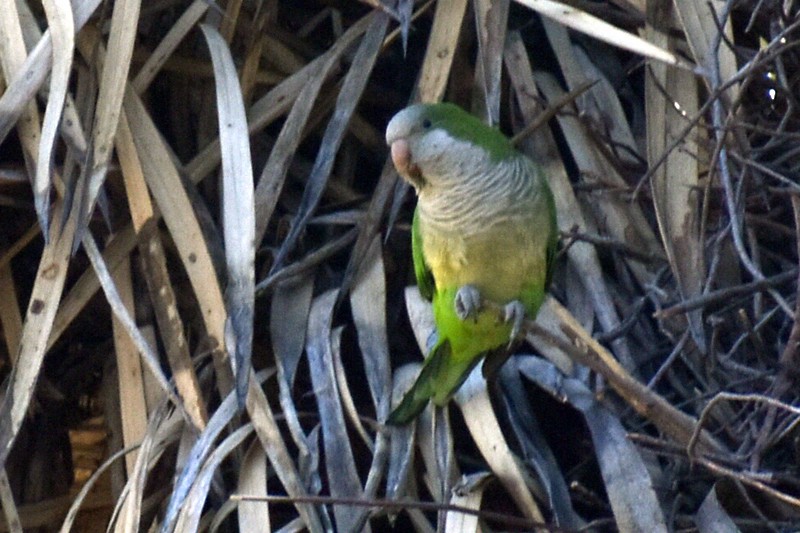 Mönchssittich - ML646866181