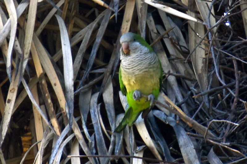 Mönchssittich - ML646866182