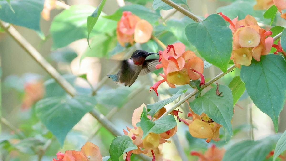 kalypta rubínohrdlá - ML646866183