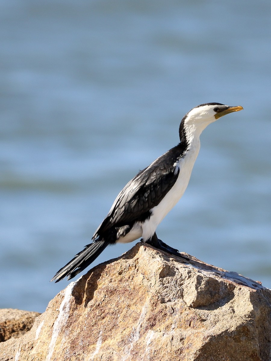 Alaca Küçük Karabatak - ML646866187