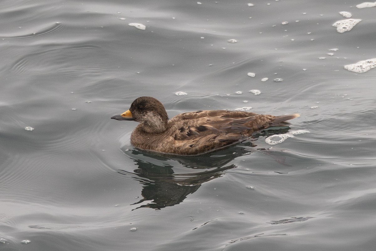 turpan žlutozobý - ML646866191