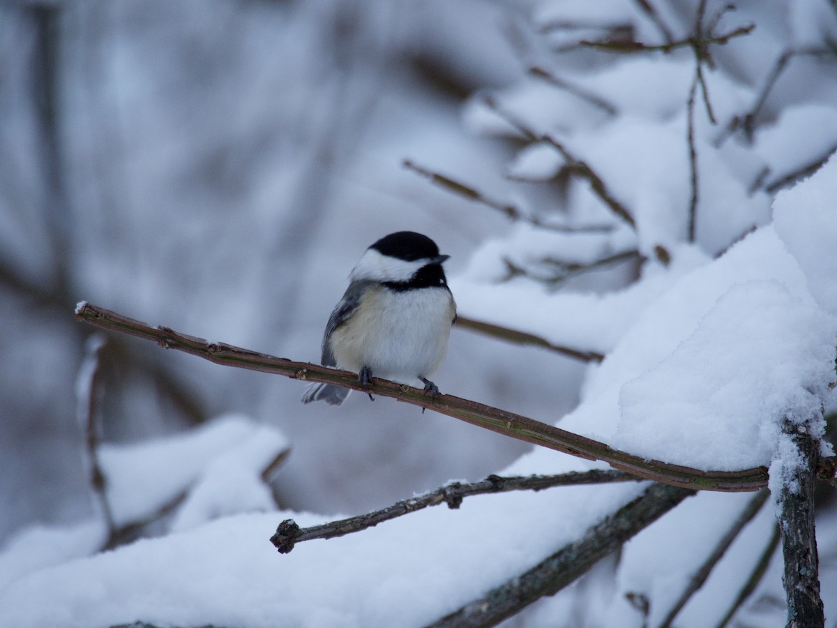 Black-capped Chickadee - ML646866193