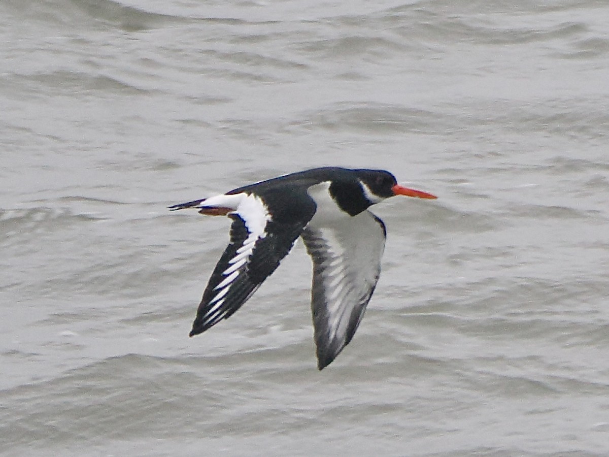 Eurasian Oystercatcher - ML646866194