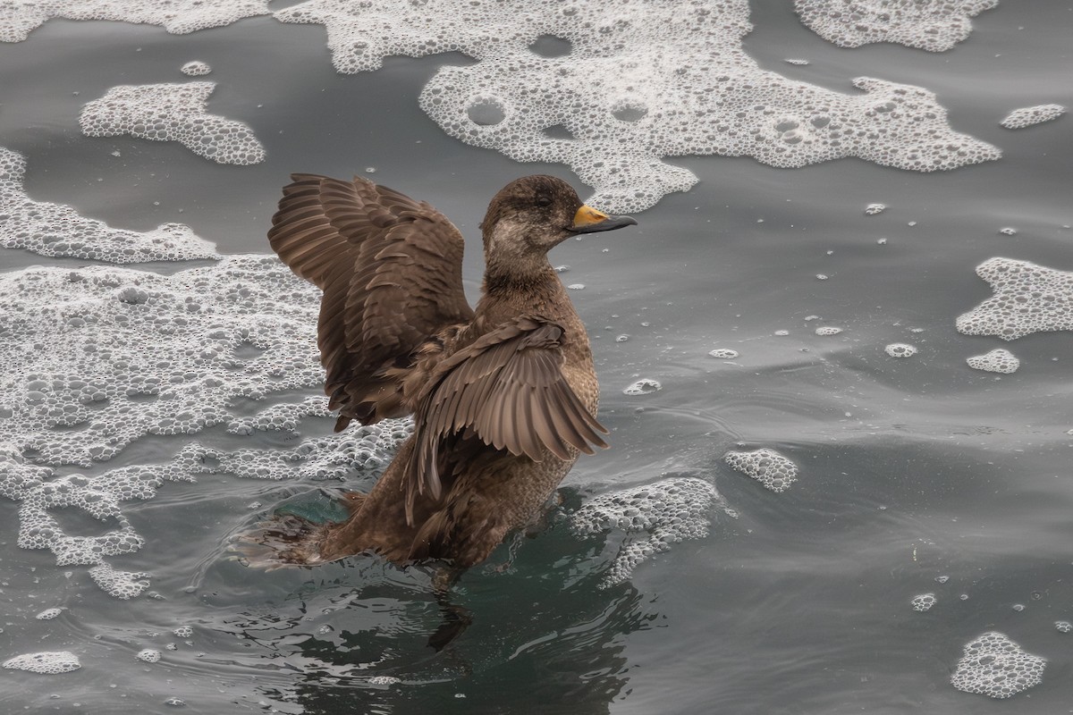 turpan žlutozobý - ML646866195
