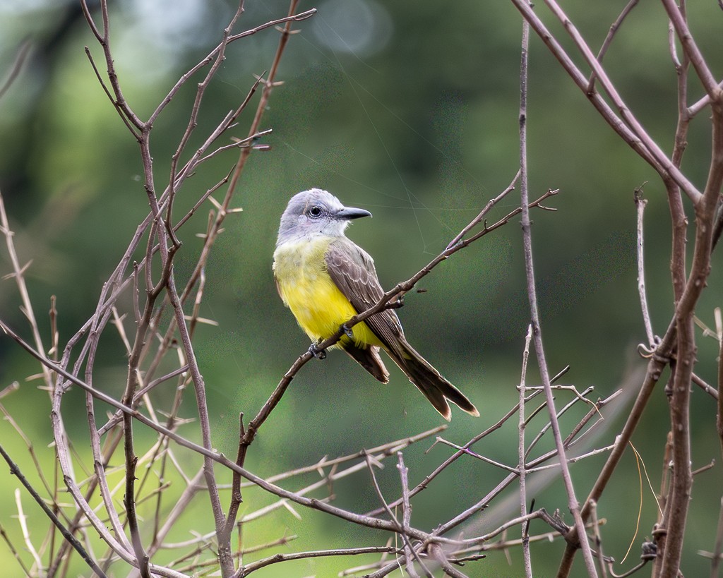 Tropical Kingbird - ML646866196