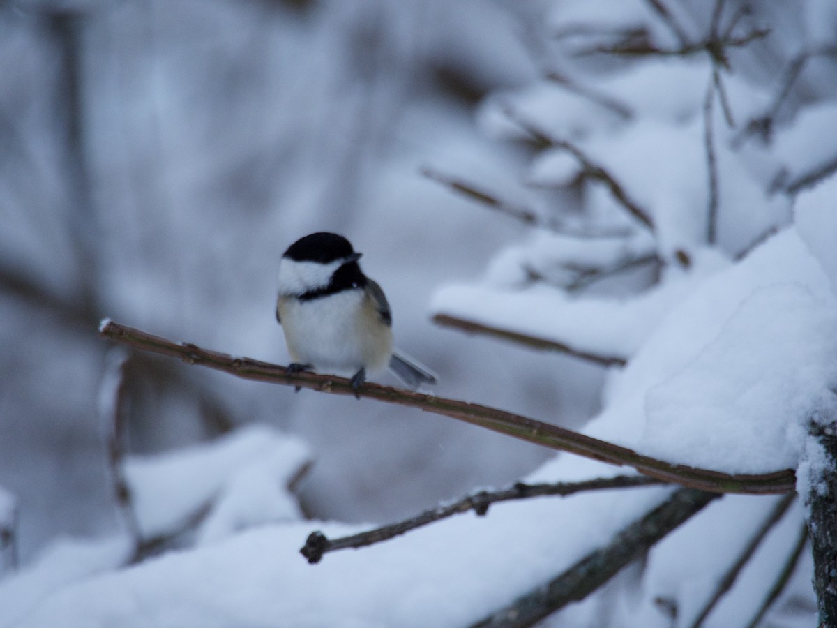 Black-capped Chickadee - ML646866197