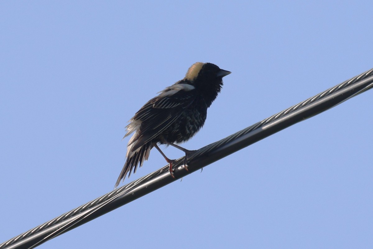 Bobolink - ML646866198