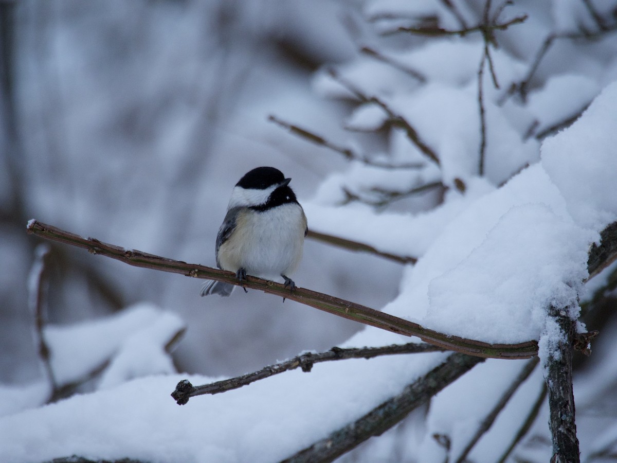 Black-capped Chickadee - ML646866199