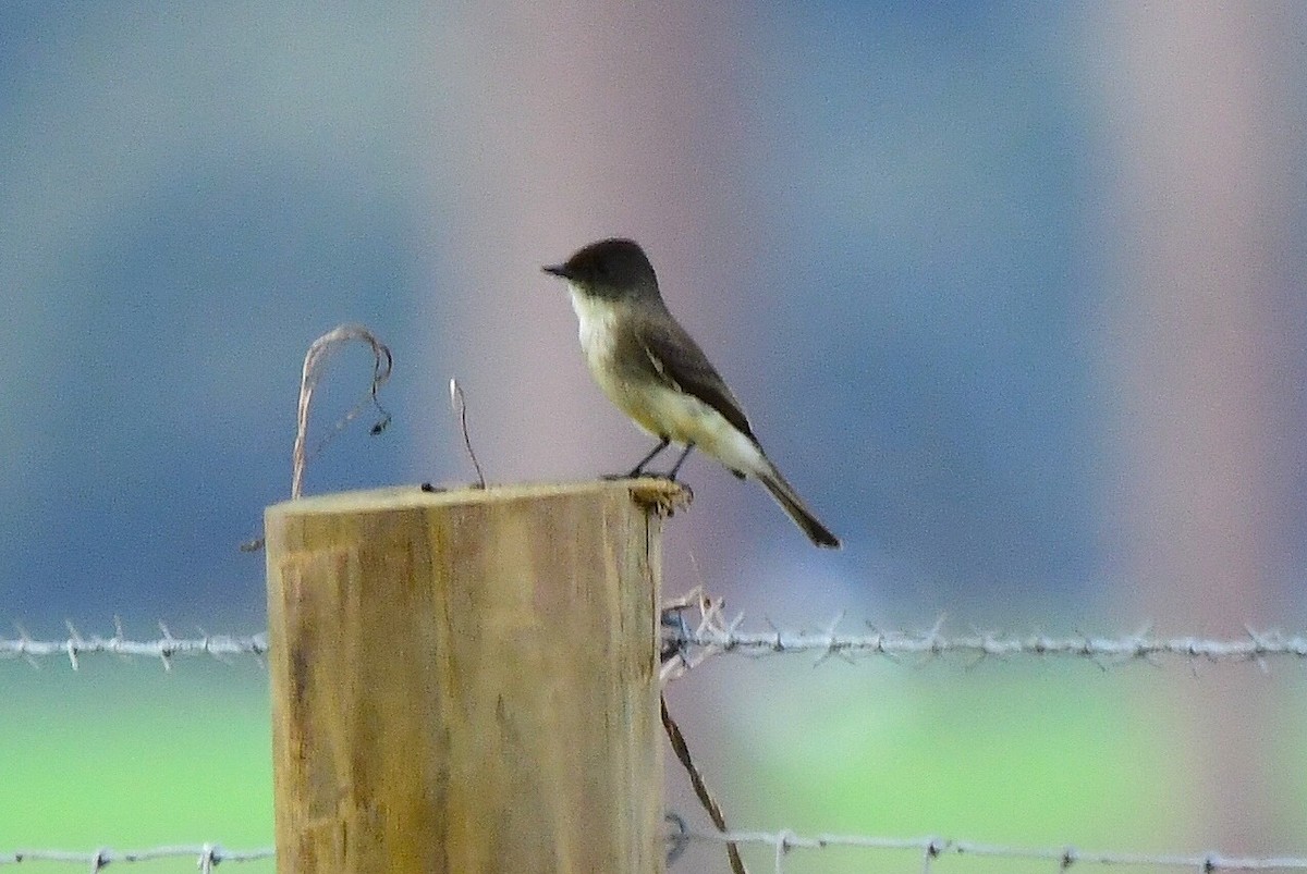 Светлобрюхий фиби - ML646866200