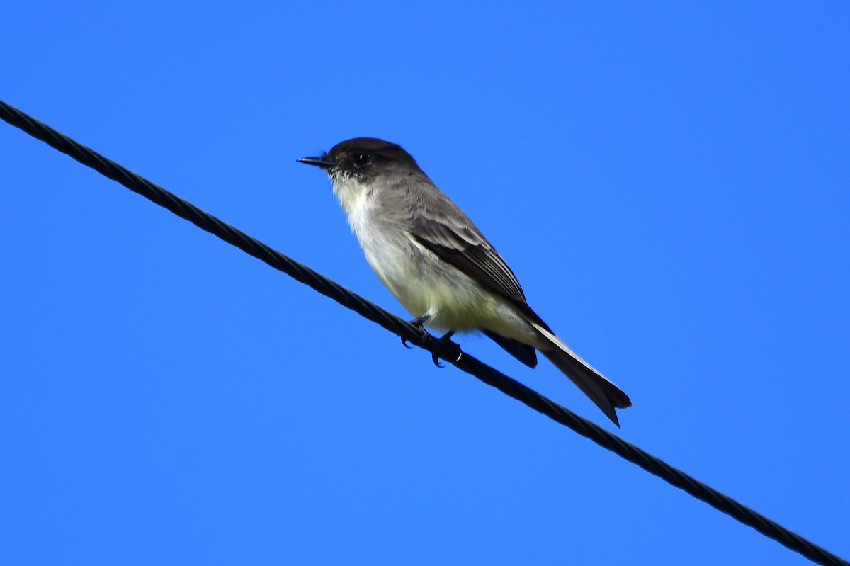 Светлобрюхий фиби - ML646866201