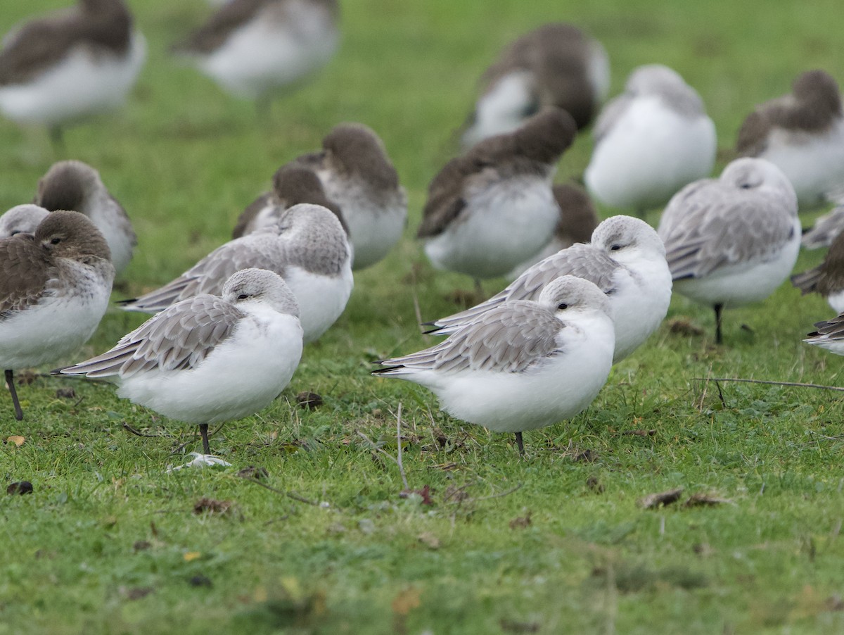 Sanderling - ML646866202