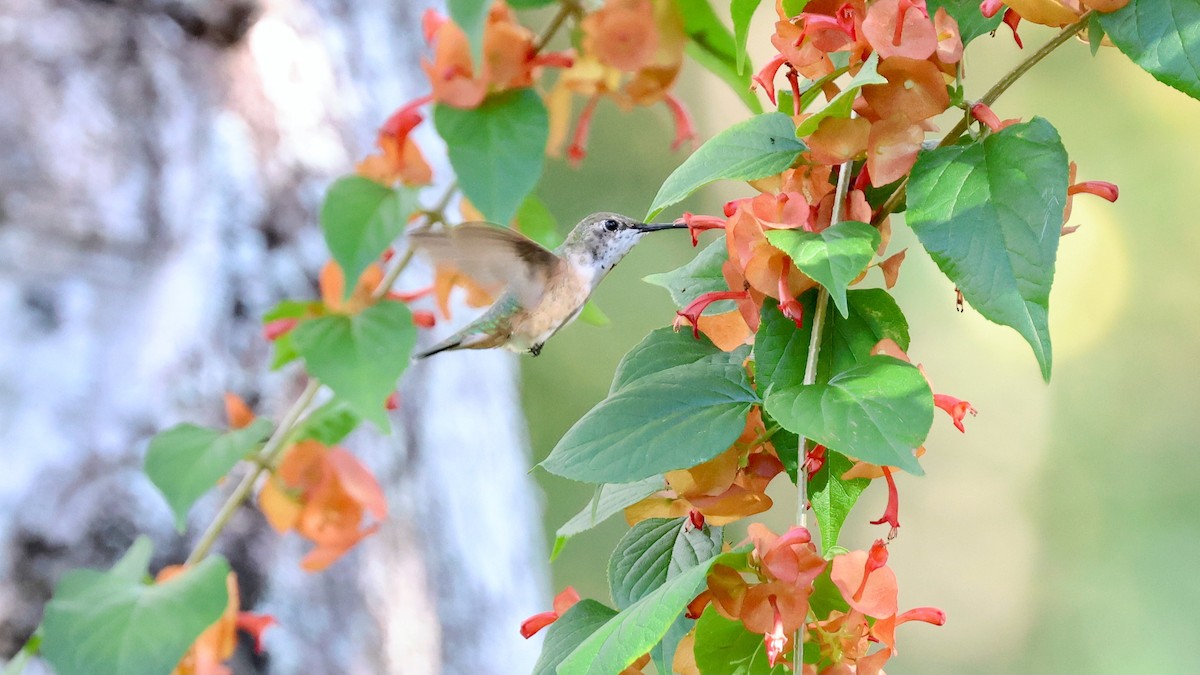 Selasphorus sp. - ML646866203