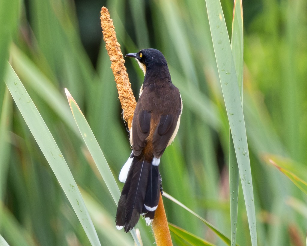 Black-capped Donacobius - ML646866204