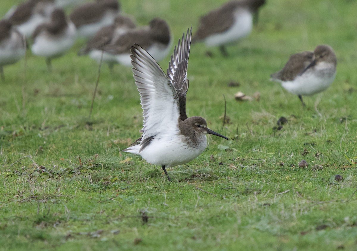 Чернозобик - ML646866205