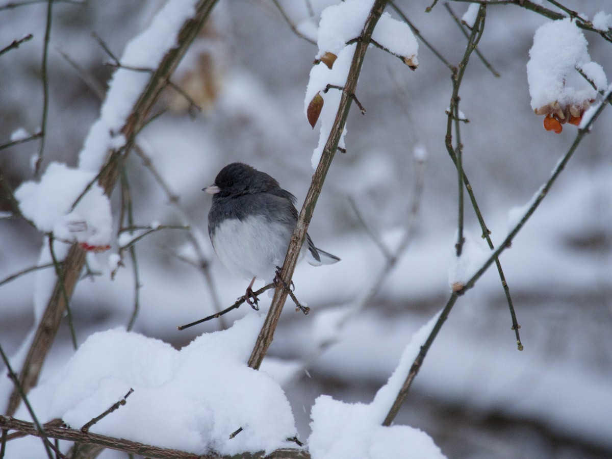 Dark-eyed Junco - ML646866207