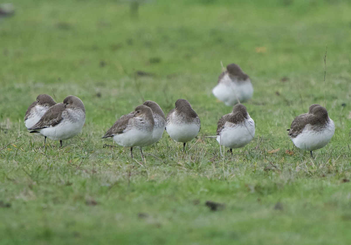 Чернозобик - ML646866212