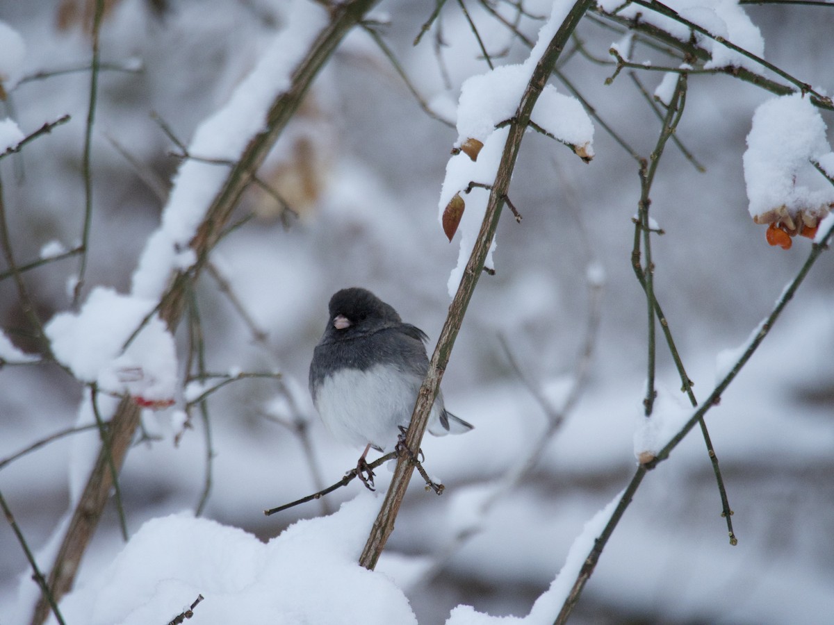 Dark-eyed Junco - ML646866213