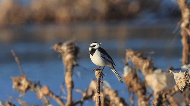 Меконгская трясогузка - ML646866214