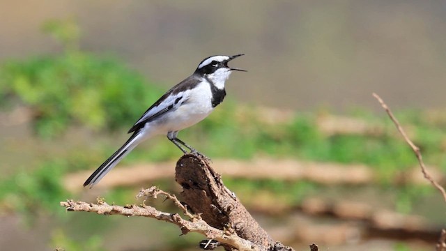 Меконгская трясогузка - ML646866215