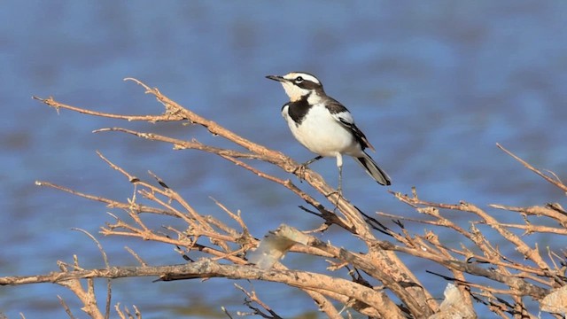 Меконгская трясогузка - ML646866216